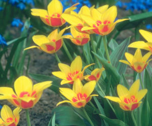 Tulipany