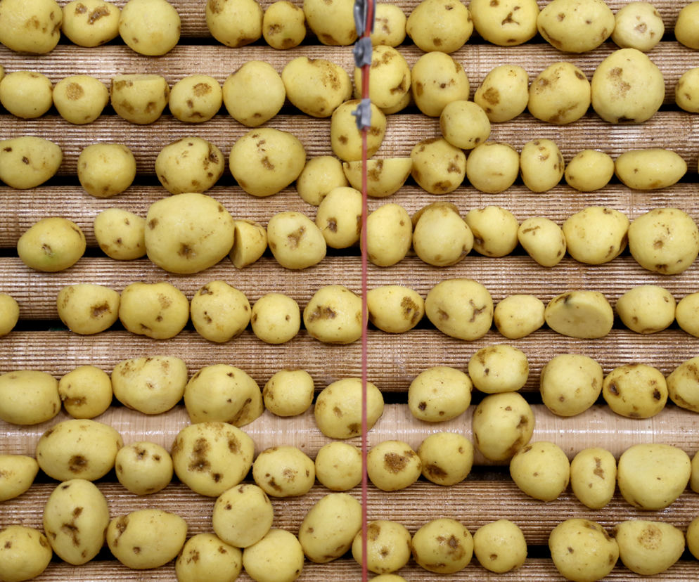 Chipsy Lay's