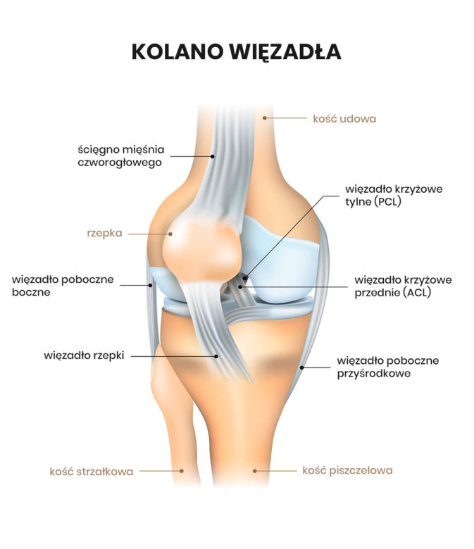 Więzadła kolana
