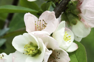 Pigwowiec okazały  - Chaenomeles speciosa
