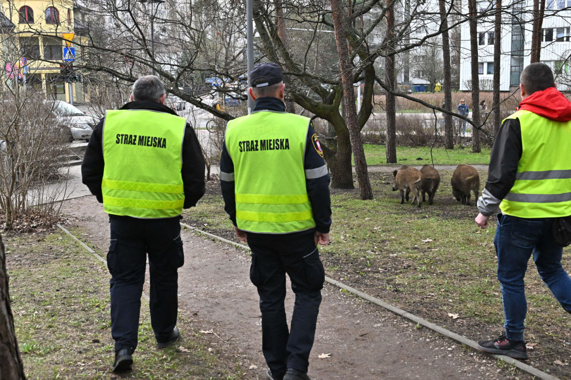  Obława na dziki w Legionowie. Komendant straży miejskiej apeluje: "Nie dokarmiajmy!"