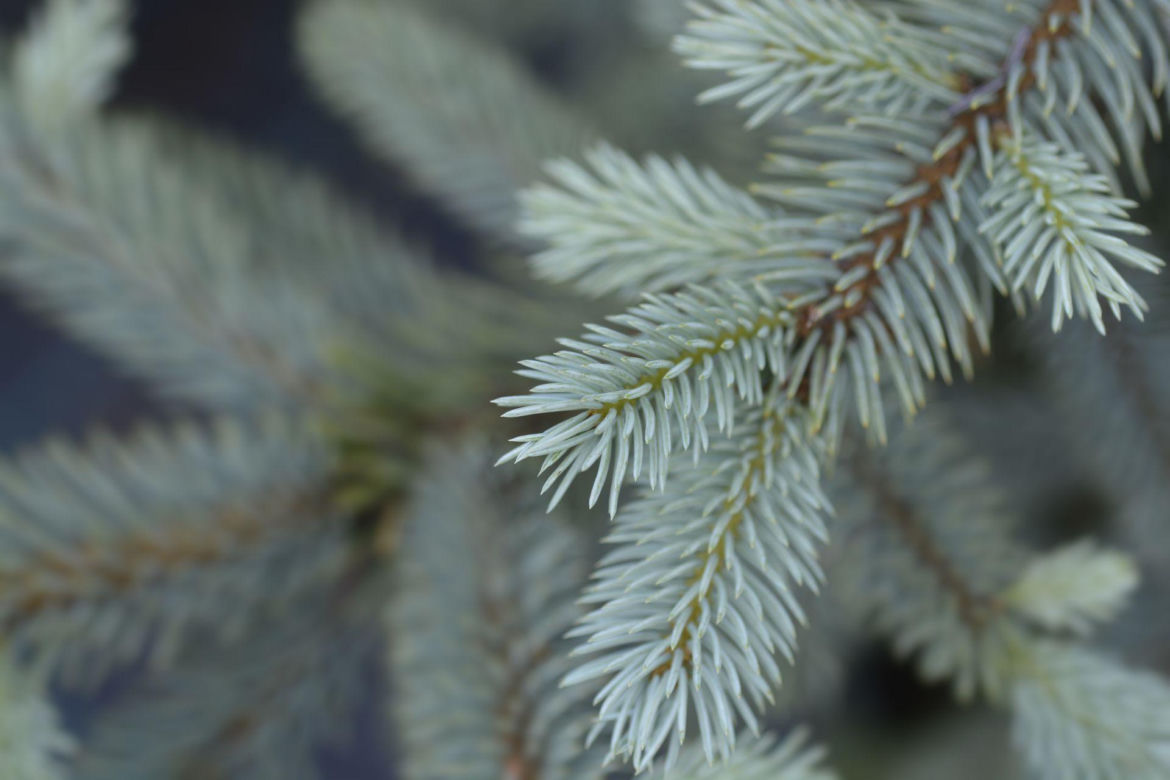 Świerk kłujący 'Baby Blue'