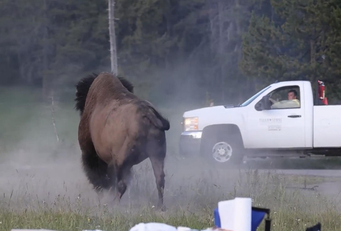 Atak bizona w Parku Narodowym Yellowstone