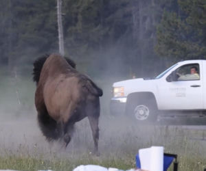 Atak bizona w Parku Narodowym Yellowstone