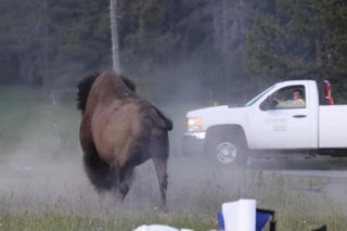 Atak bizona w Parku Narodowym Yellowstone
