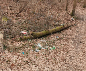 W Ostrowie będą sprzątać lasy