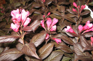 Krzewuszka cudowna 'Verweig 3' PBR (MINOR BLACK) - Weigela florida 'Verweig 3' PBR (MINOR BLACK)