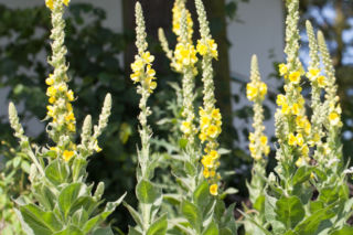 Dziewanna ogrodowa - Verbascum x hybridum