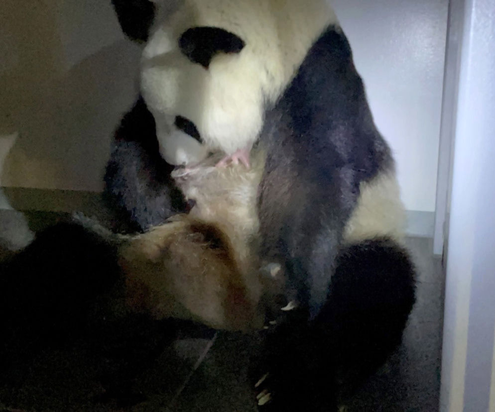Wielkie wydarzenie w Japonii. Panda wielka urodziła bliźnięta! 