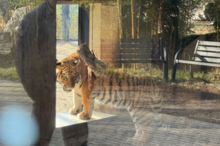 Młode tygrysice już śmigają po wybiegu w opolskim zoo!