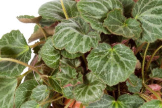 Skalnica rozłogowa - Saxifraga stolonifera