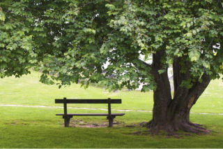 Kolejny park w Zielonej Górze zostanie zrewitalizowany