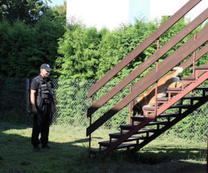 Szkolenie psów policyjnych w Bielsku Podlaskim. Zobacz, jak przebiega
