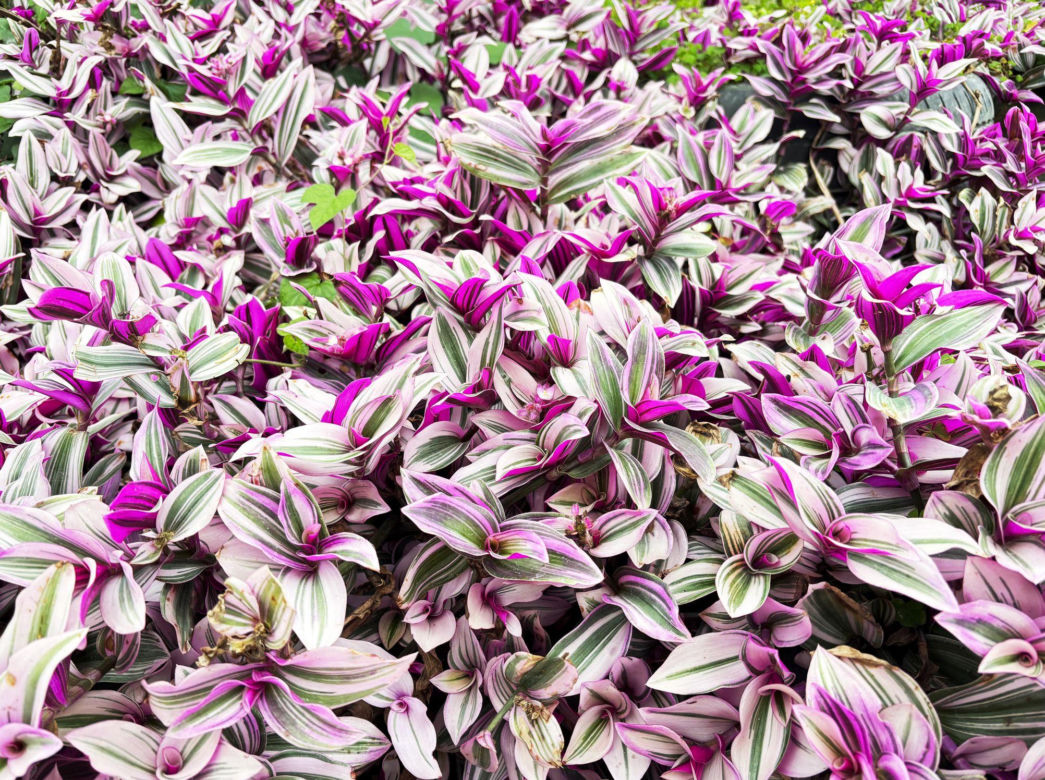 Trzykrotka 'Nanouk'