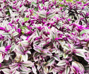 Trzykrotka 'Nanouk'