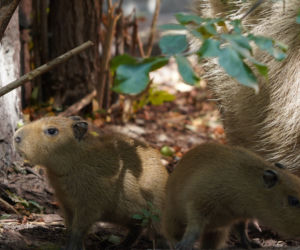 We wrocławskim zoo urodziły się kapibary