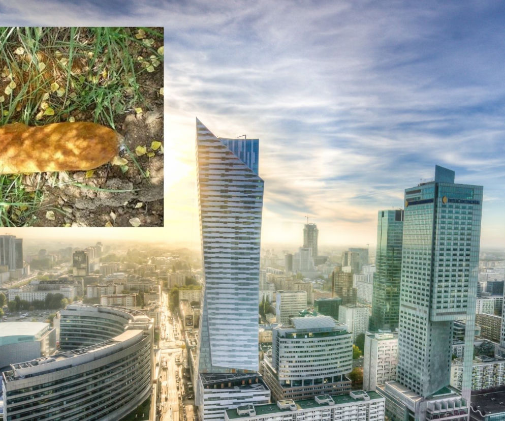 Warszawa: Granat na Białołęce! Znaleziono niewybuch z czasów II wojny światowej