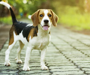 Beagle 