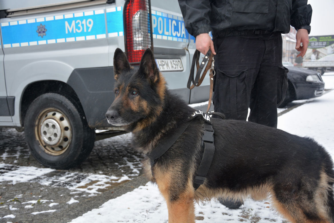 Tazer, policjant na 4 łapach, przeszedł na emeryturę