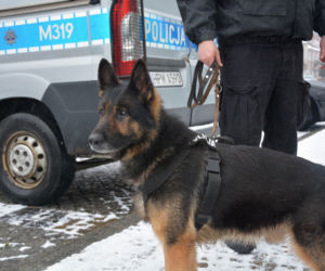 Tazer, policjant na 4 łapach, przeszedł na emeryturę