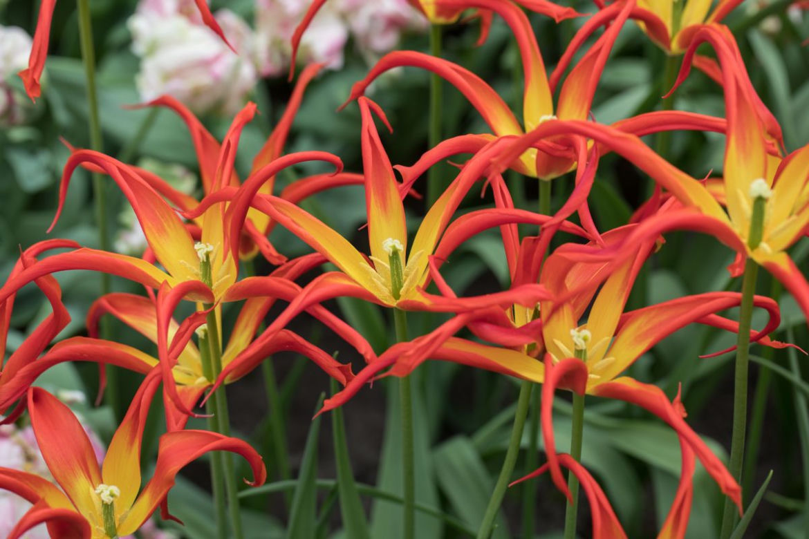 Tulipan
