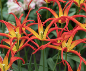 Tulipan