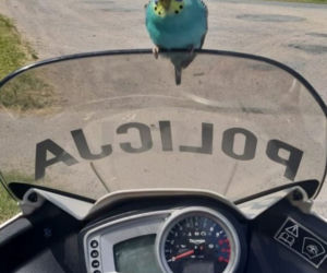Podkarpackie. Papuga kontrolowała policjantów [ZDJĘCIA]