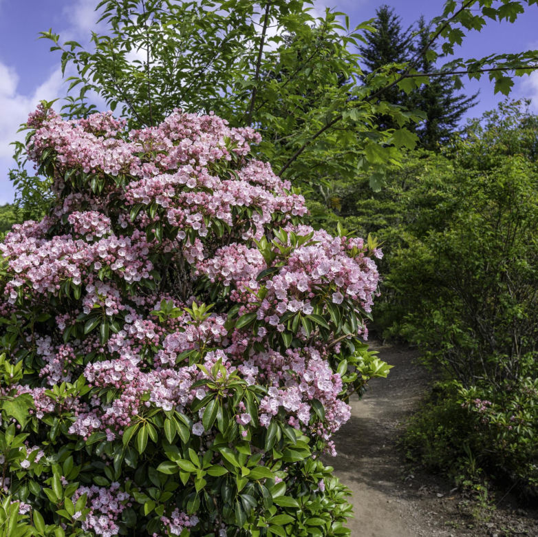 Kalmia