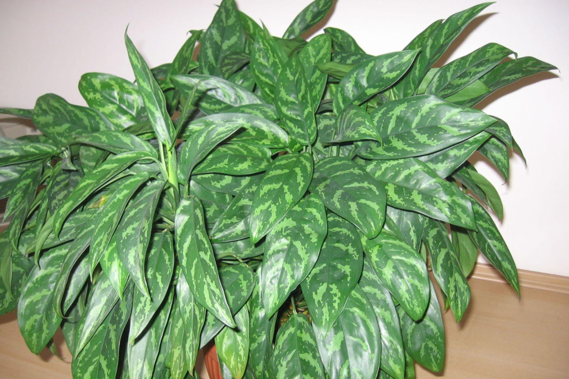 Aglonema