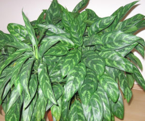 Zakochaj się w aglaonemie! Oto zalety tej wyjątkowej rośliny