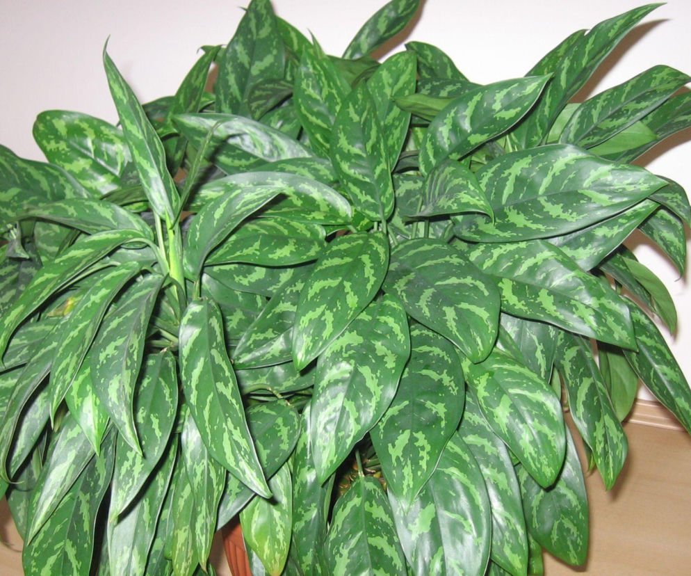 Zakochaj się w aglaonemie! Oto zalety tej wyjątkowej rośliny