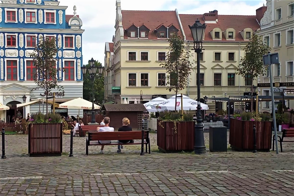 Drzewa w donicach opanowały Szczecin
