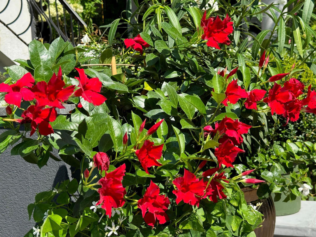 Sundavilla (Mandevilla)