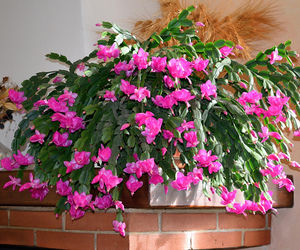 Zbliża się ważny termin w pielęgnacji grudnika! Gdy wybije 1 grudnia podlej grudnika tym roztworem. Zanim zdążysz się zorientować wypuści pierwsze pąki, a na Boże Narodzenie cały będzie w kwiatach