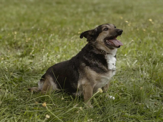 ​Śmieciarki ze zdjęciami psów wyjechały na ulice Leszna. Ruszyła akcja „Czysta Miłość”