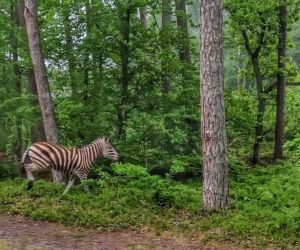 Zebra spacerowała po lesie nad morzem. Czy to zwiastun ocieplenia klimatu? [FOTO]