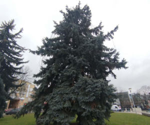 Choinka miejska Siedlce