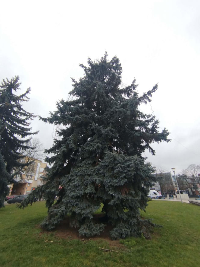 Choinka miejska Siedlce