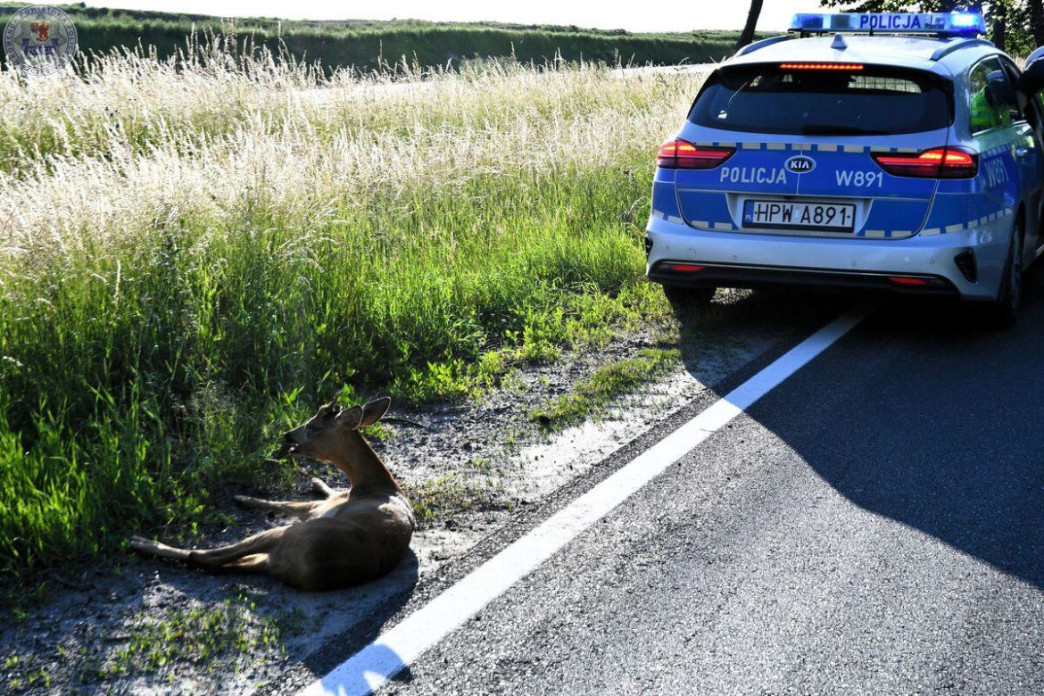 Mały koziołek leżał przy ruchliwej drodze