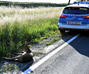 Mały koziołek leżał przy ruchliwej drodze
