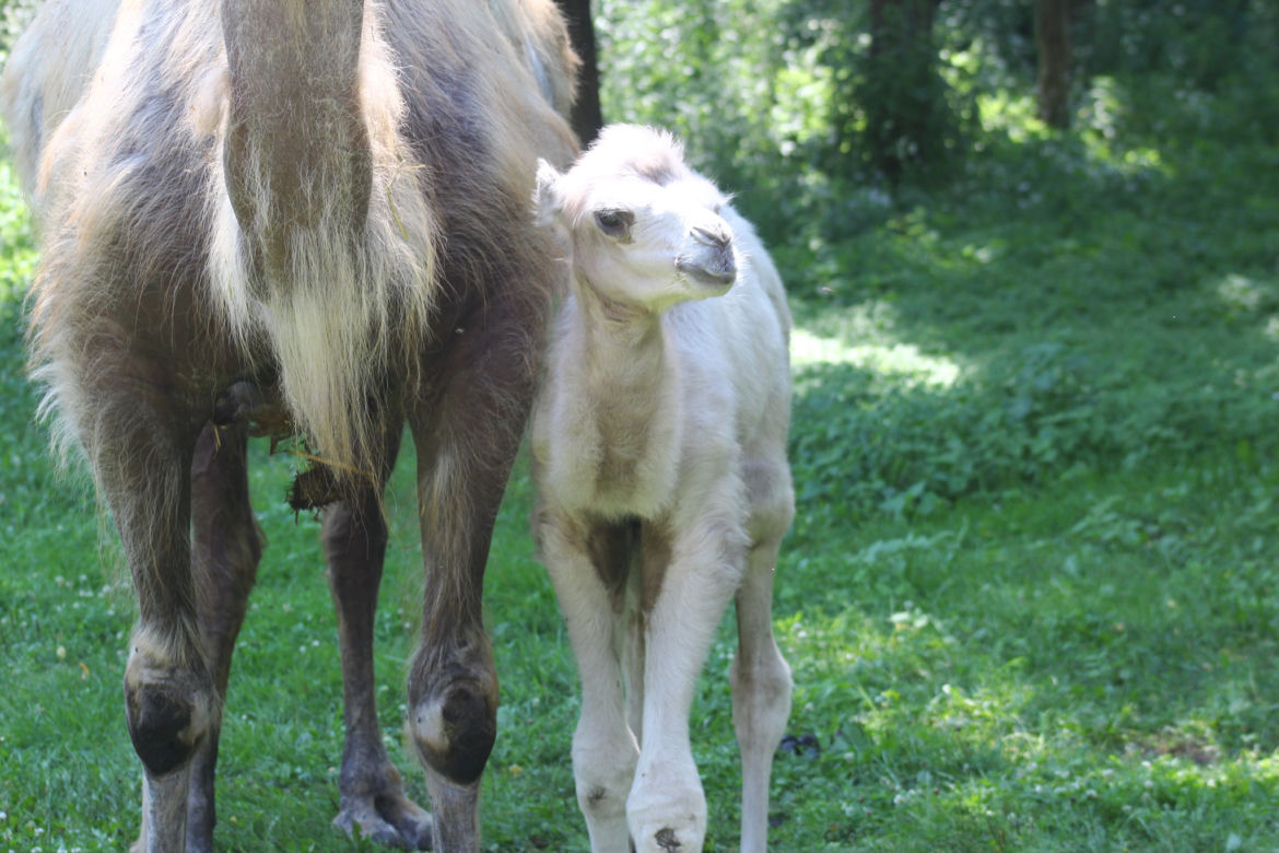 Wielbłąd Maniek zachwyci odwiedzających w warszawskim ZOO