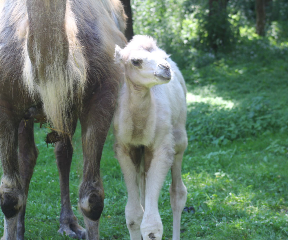 Wielbłąd Maniek zachwyci odwiedzających w warszawskim ZOO