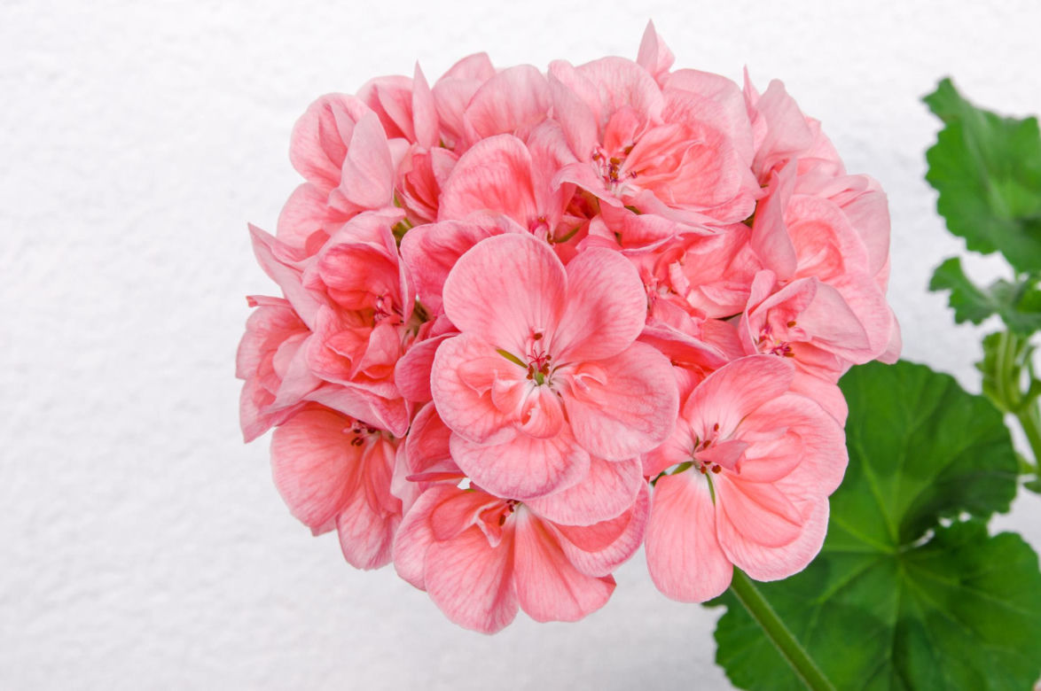 Pelargonia Calliope