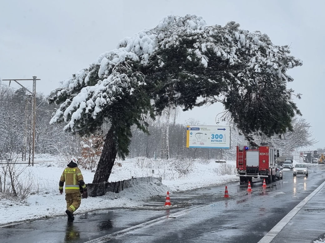 Pomnik przyrody przegrał z naturą. Słynna Sosna Falenicka złamała się pod zwałami śniegu