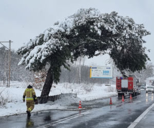 Pomnik przyrody przegrał z naturą. Słynna Sosna Falenicka złamała się pod zwałami śniegu