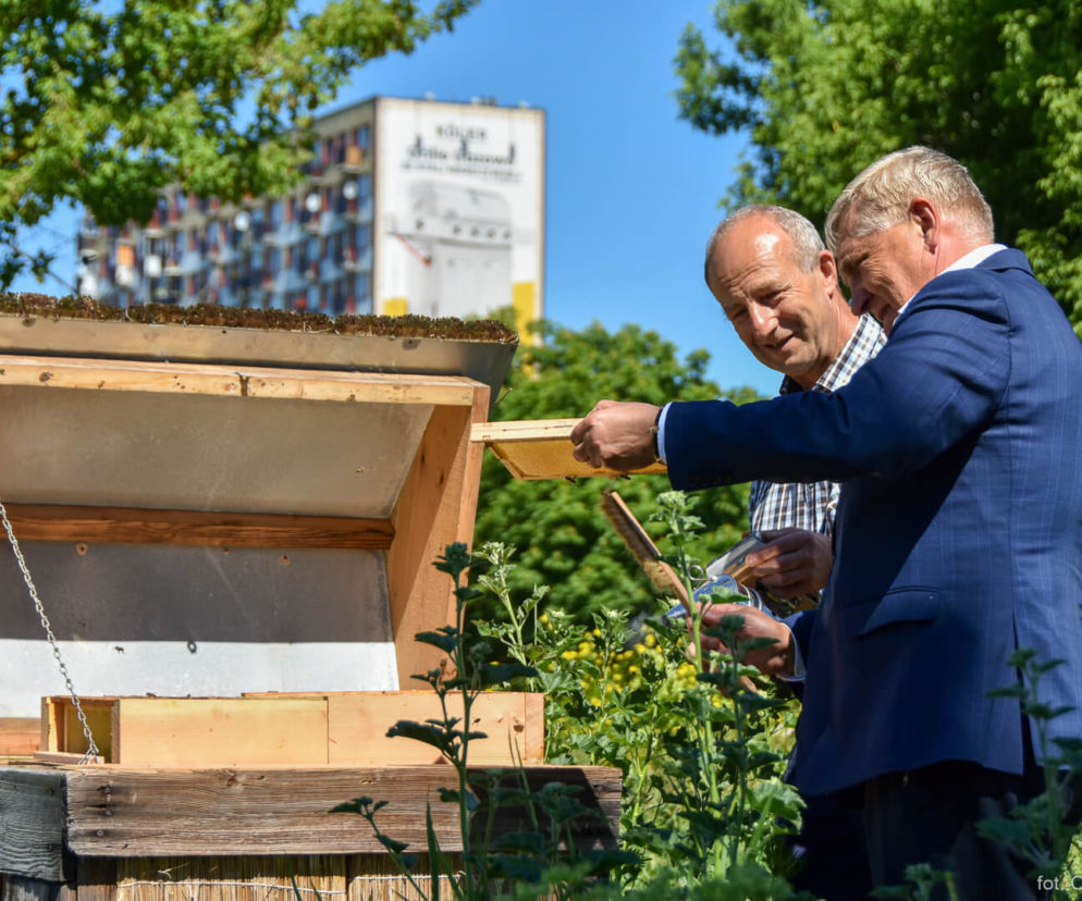 Wiosenne miodobranie w Białymstoku