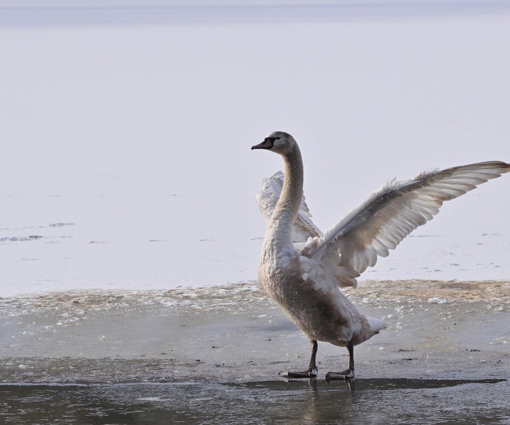 Ptasia grypa na Pomorzu. Martwe łabędzie i mewy na plażach Sopotu. Jak chronić siebie i swoje zwierzęta?