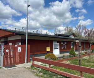 Schronisko szuka wolontariuszy do wyprowadzania psów na spacery 
