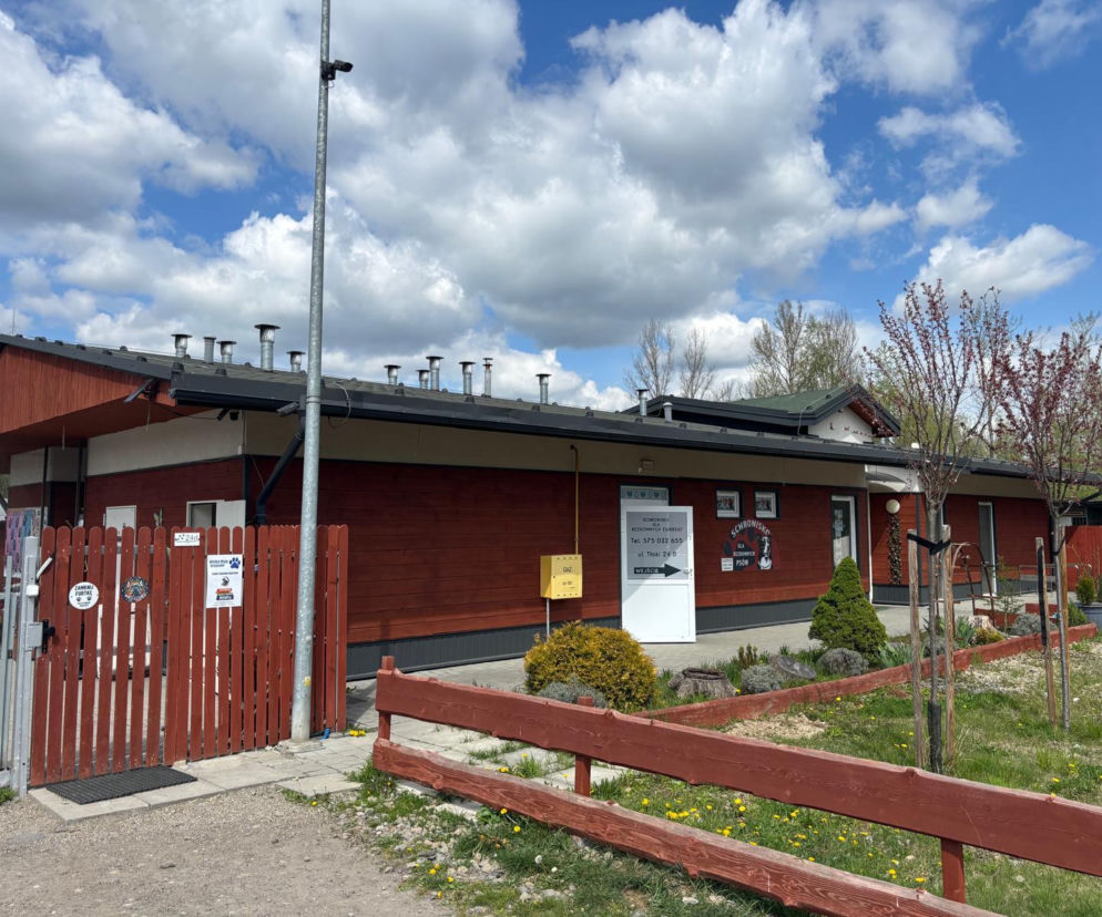 Schronisko szuka wolontariuszy do wyprowadzania psów na spacery 