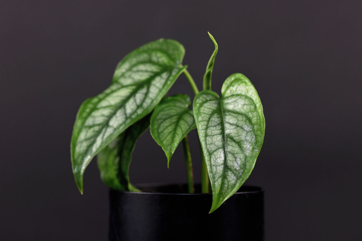 6. Monstera siltepecana